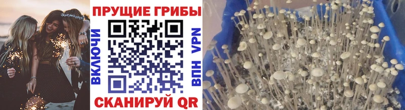 Галлюциногенные грибы мухоморы  купить наркотики сайты  Мосальск 